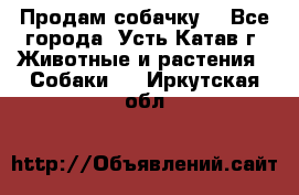 Продам собачку  - Все города, Усть-Катав г. Животные и растения » Собаки   . Иркутская обл.